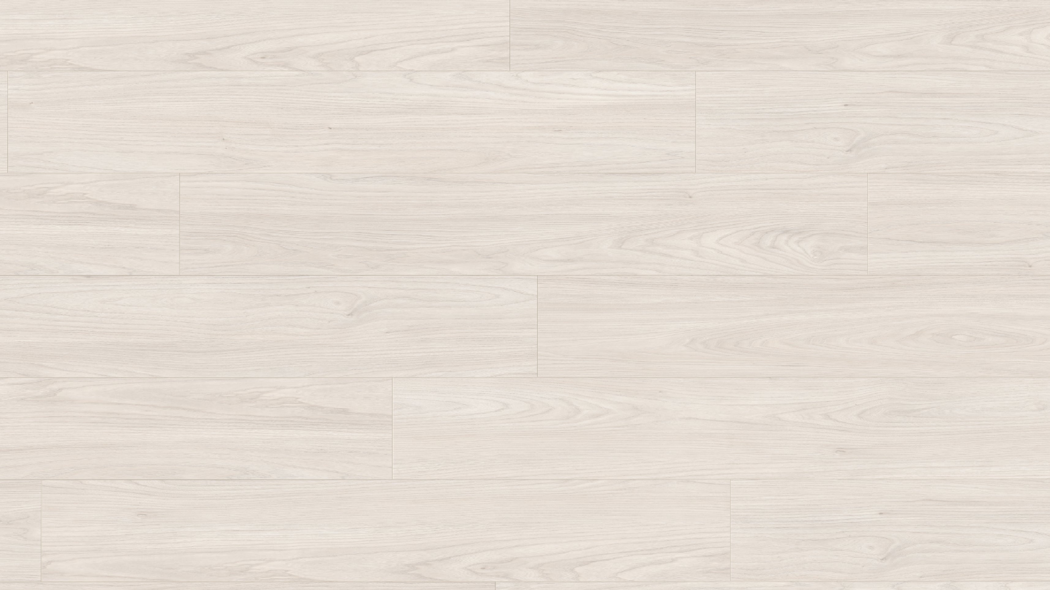 EL1096 雪菲爾德白相思木