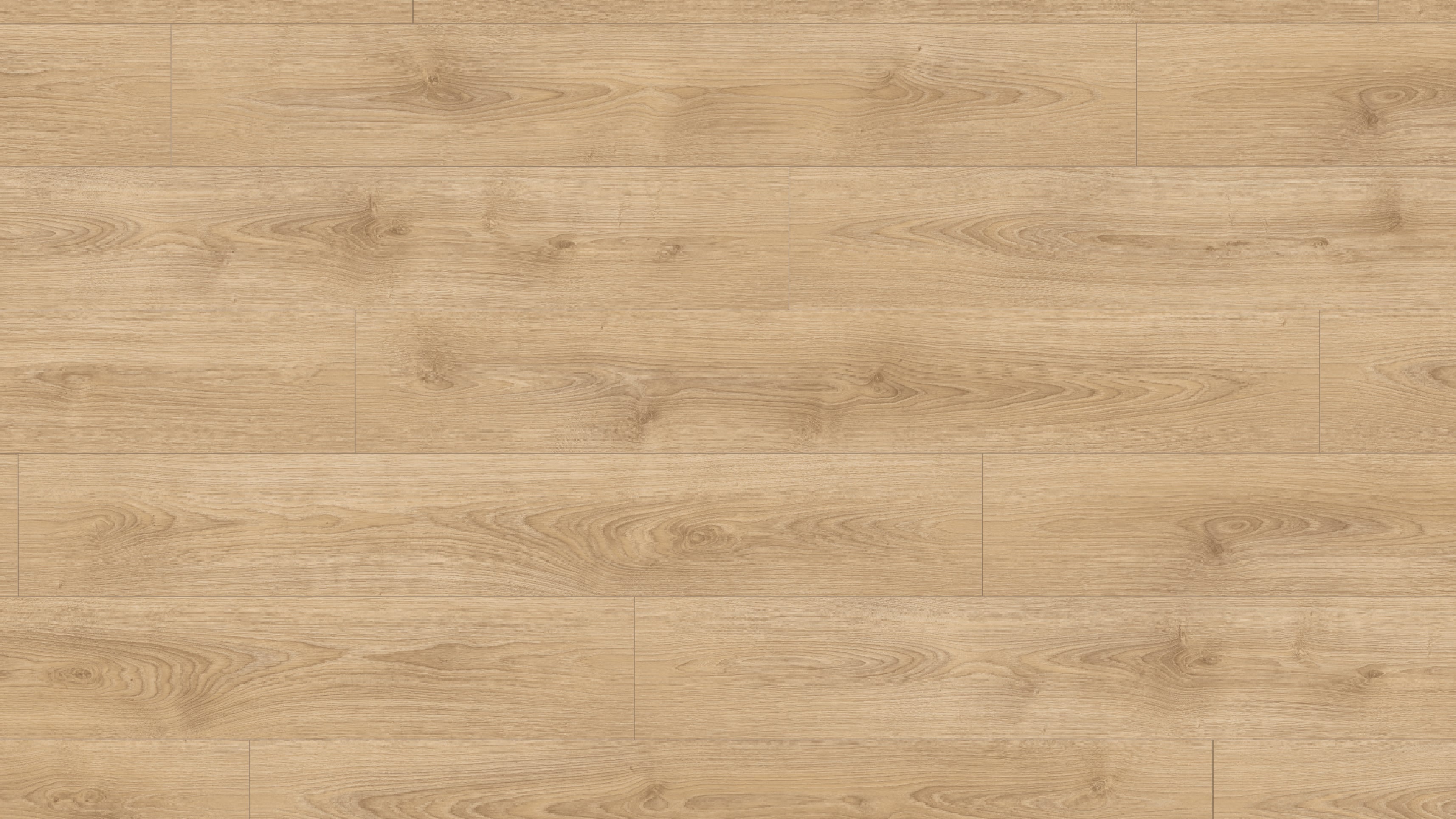 EL2157 北方沙棕橡木