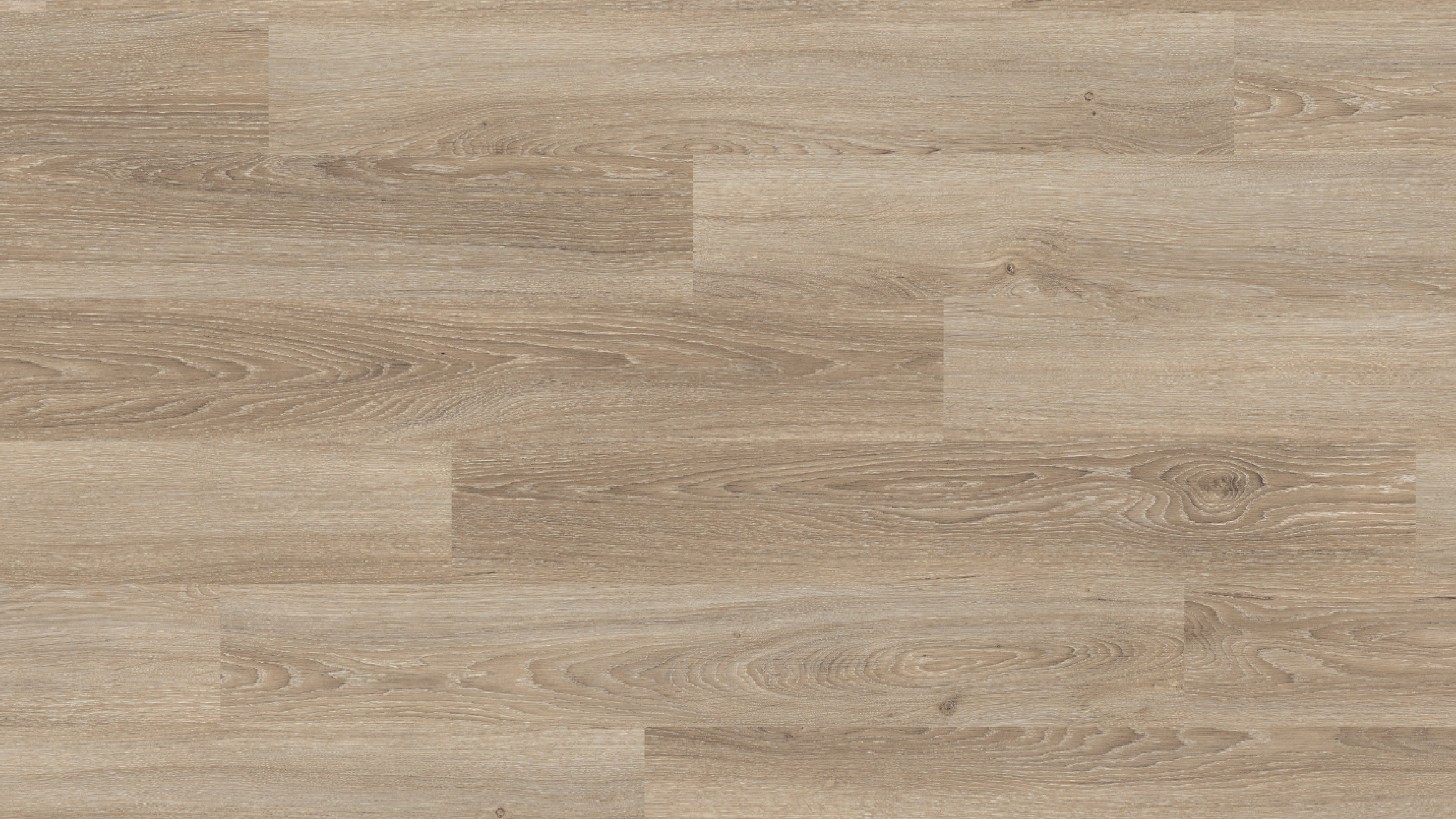 EL2730 阿敏斯淺橡