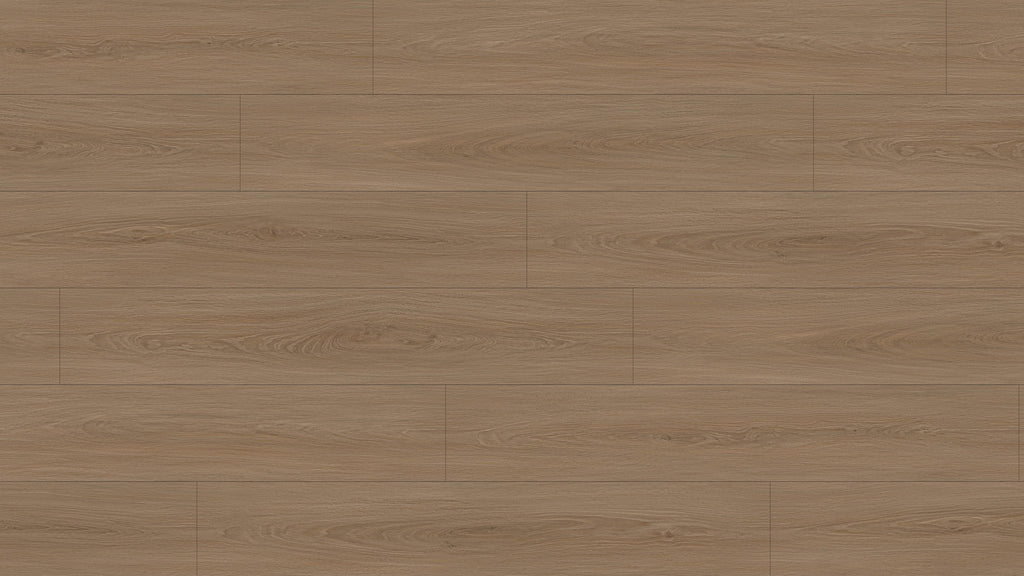 GL6117 博爾貢棕橡