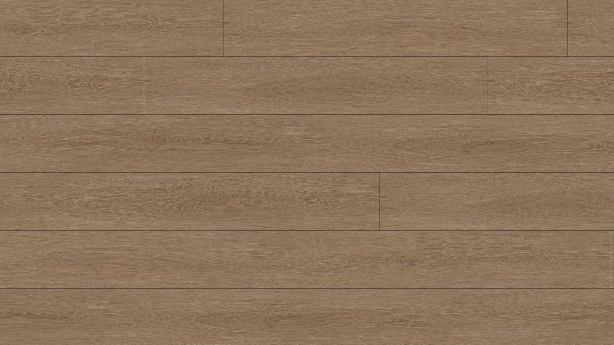 GL6117 博爾貢棕橡