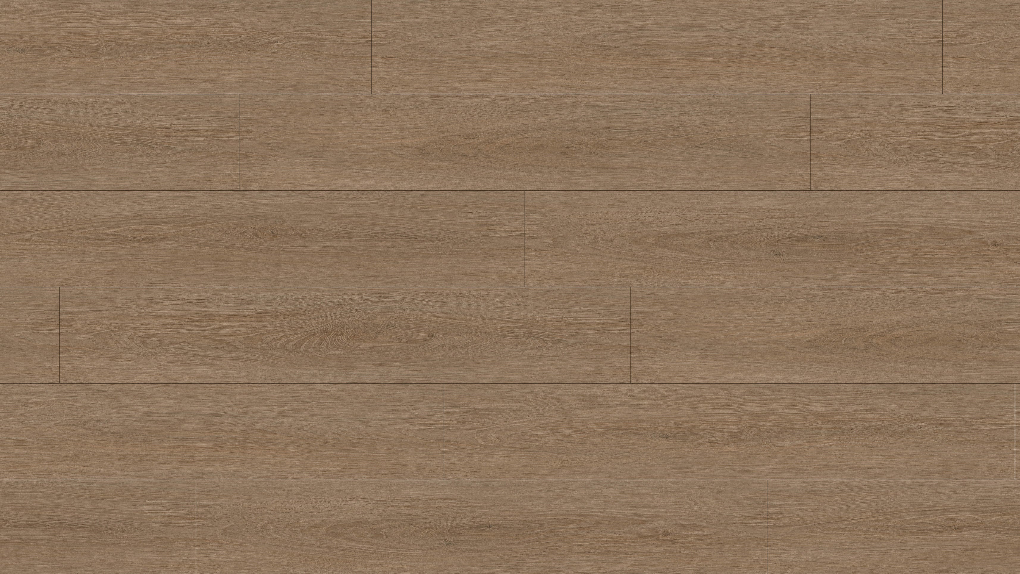 GL6117 博爾貢棕橡