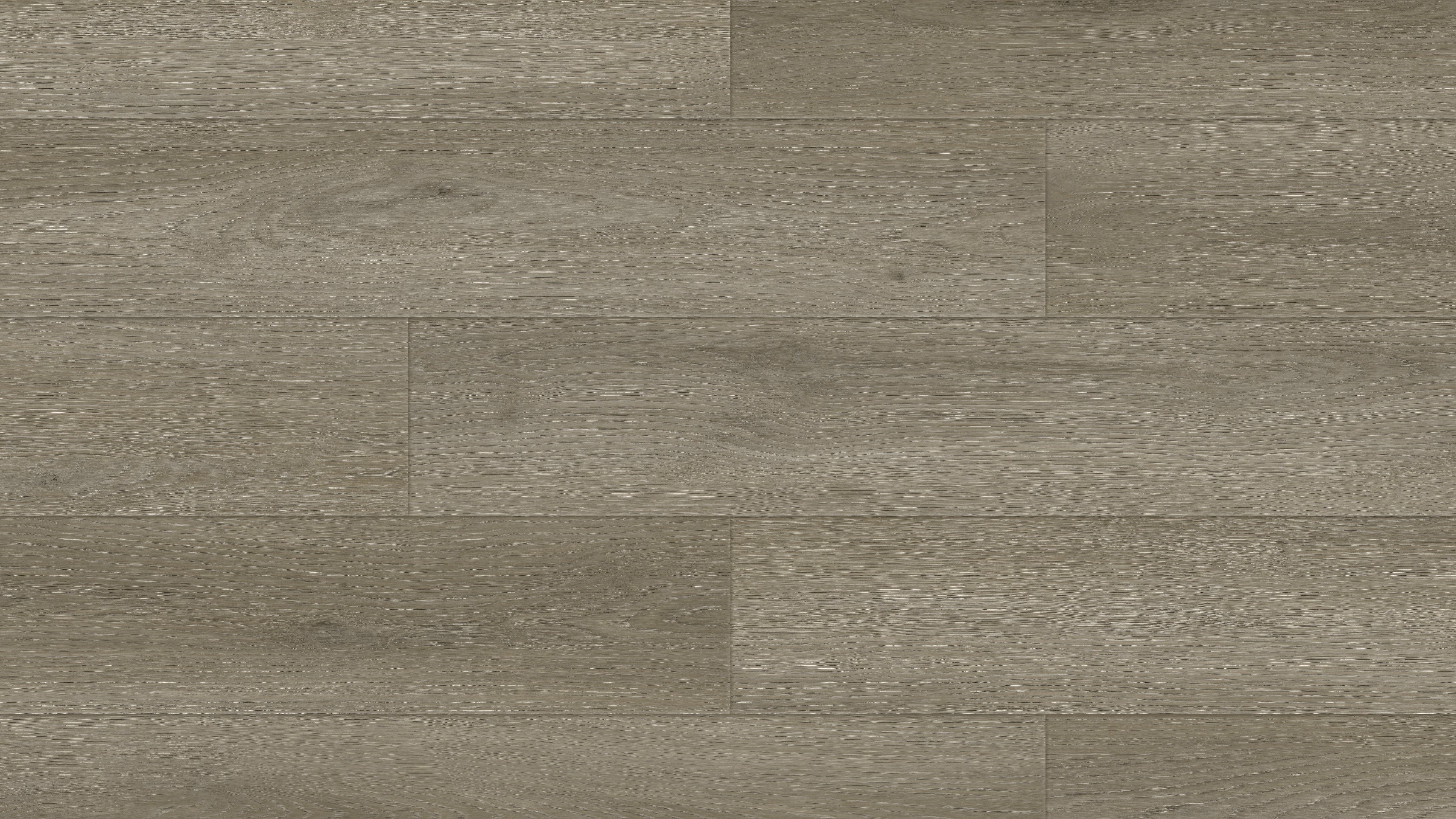 GP7106 伊科涅灰橡