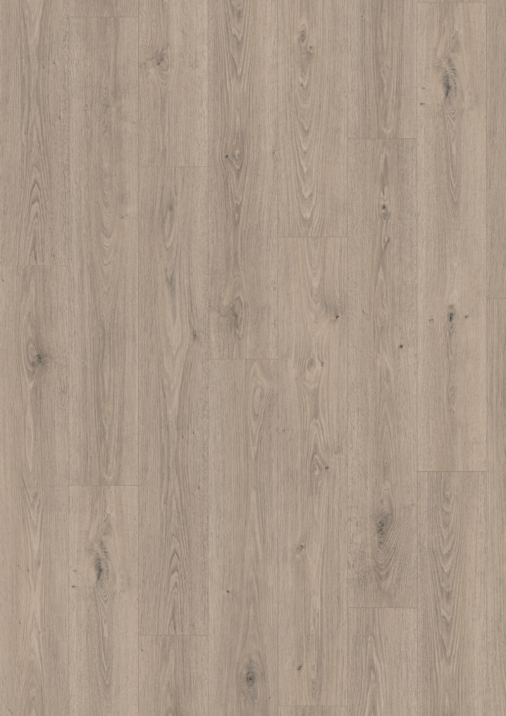 EL2184 特雷維索灰橡