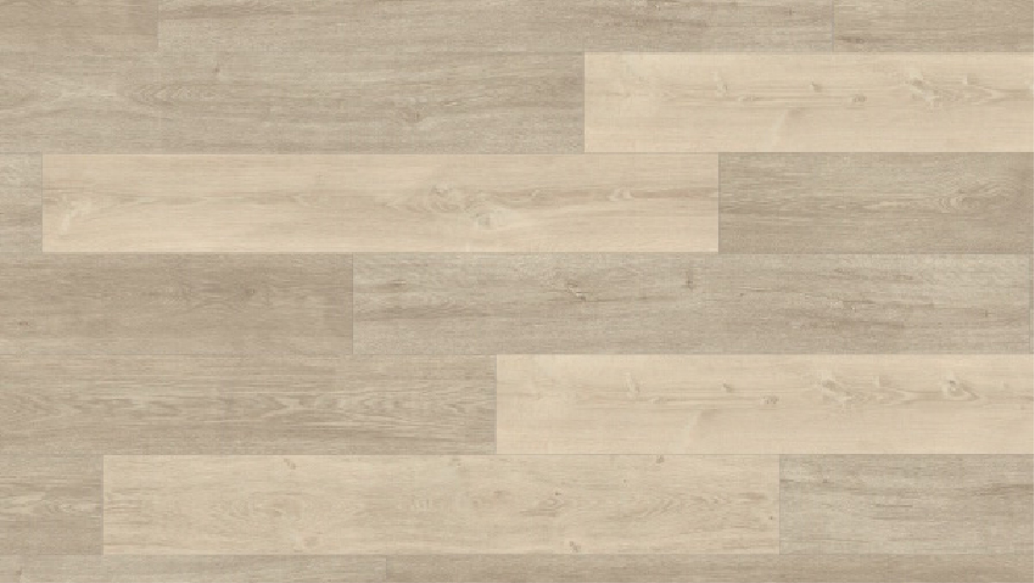 EHL079 帕倫西亞淺橡